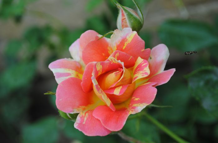 rose des cisterciens - 2015 trandafiri -III