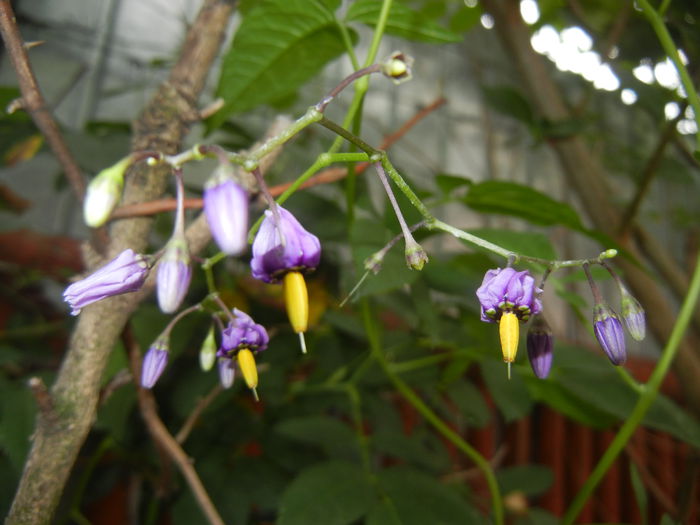 Solanum dulcamara (2015, June 17)