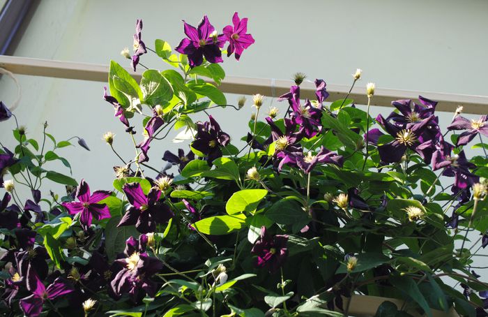 17 iunie, clematis Romantika