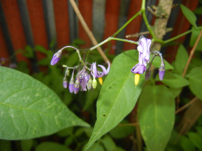 Solanum dulcamara (2015, June 17)