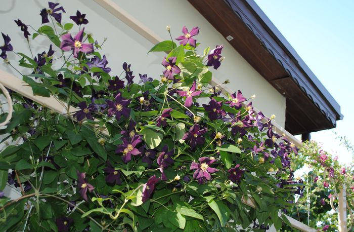 clematis Romantika