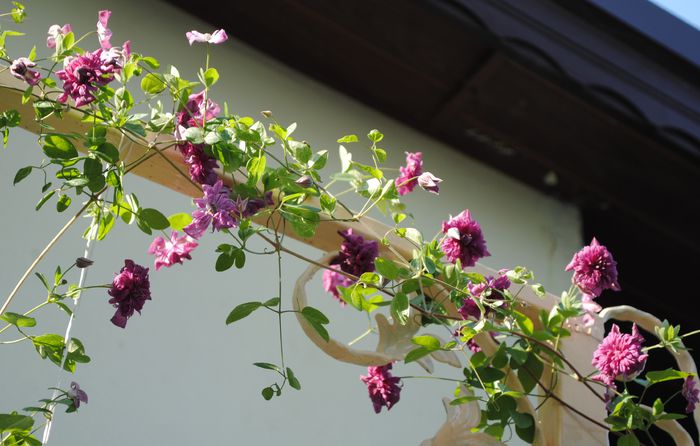 Purpurea Plena Elegans