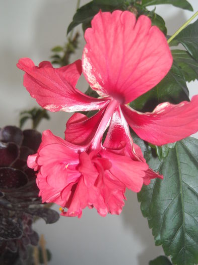  - 0 Zambetul florilor