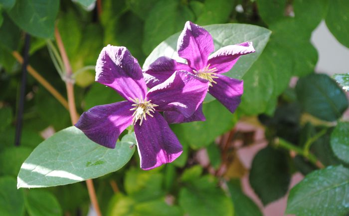 clematis Romantika