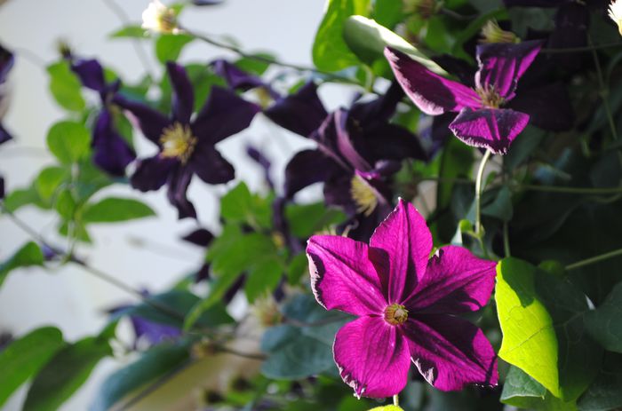 clematis Romantika