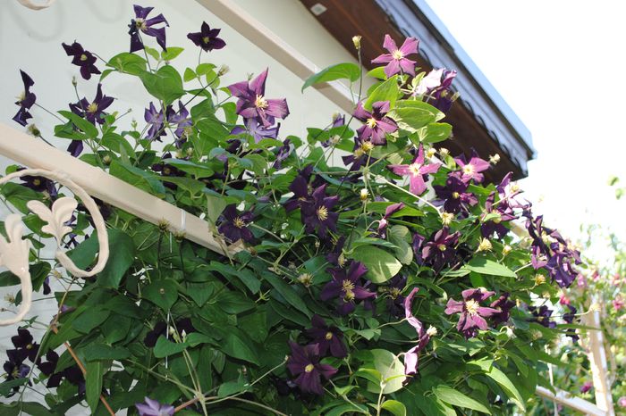 17 iunie, clematis Romantika