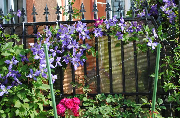 clematis Tie Dye