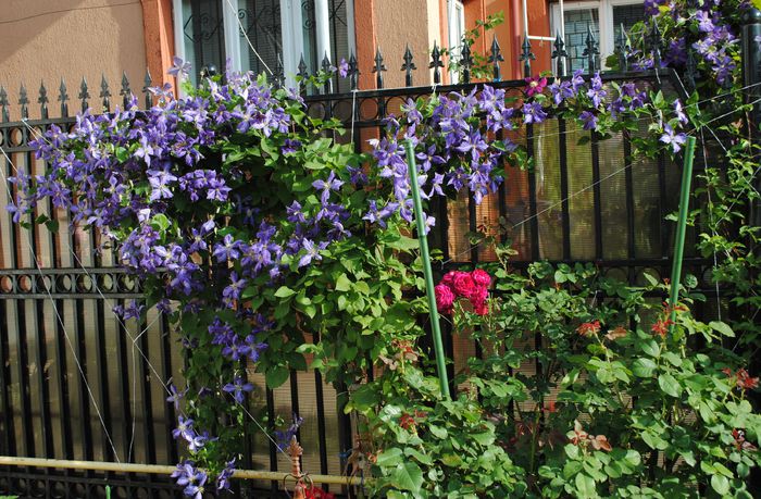 clematis Tie Dye