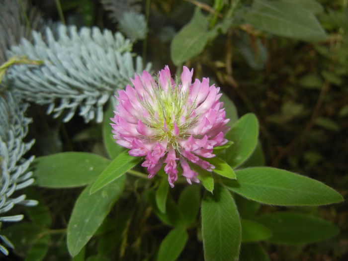 Trifolium pratense (2015, June 17) - Trifolium pratense_Red Clover
