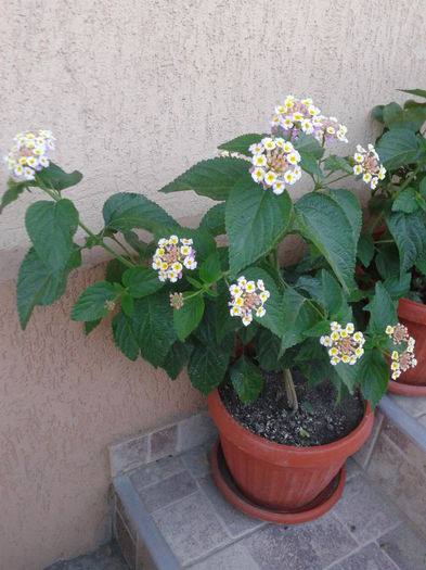 lantana 