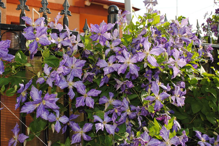 clematis Tie Dye