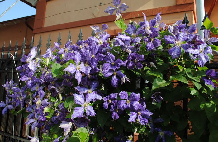 clematis Tie Dye