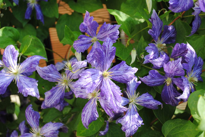 clematis Tie Dye