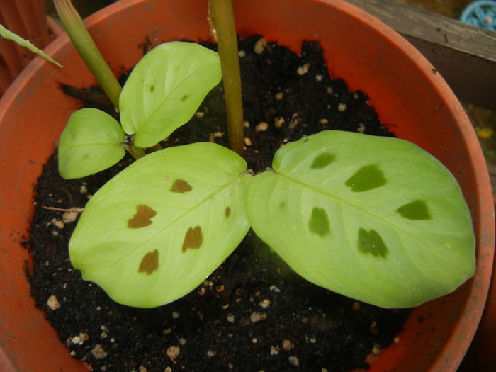 Maranta Kerchoveana (2015, June 05) - Maranta leuconera Kerchoveana