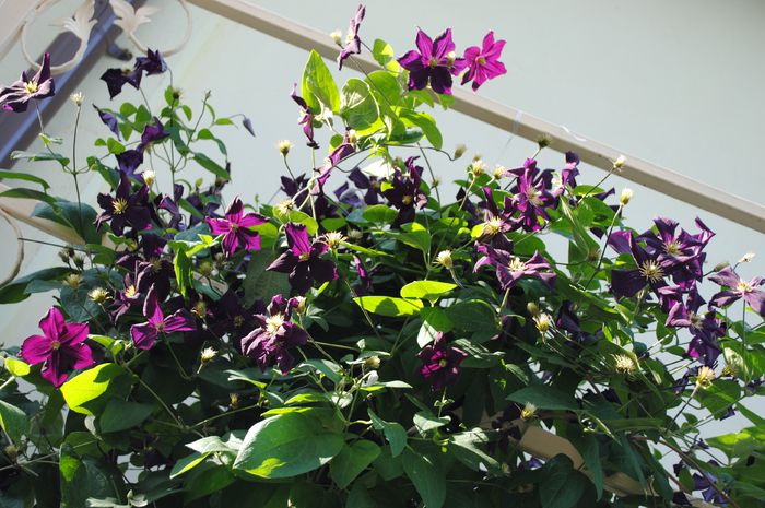 clematis Romantika - 2015 plantele mele