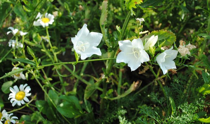 campanula persicifolia Alba - 2015 plantele mele