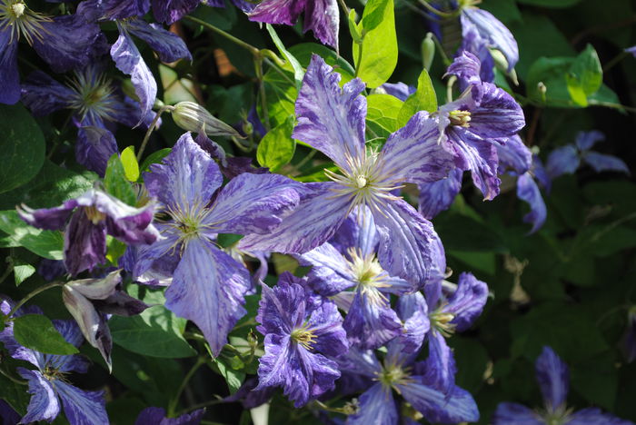 17 iunie,clematis Tie Dye - 2015 plantele mele