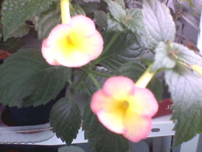 Achimenes Hugo Aufray - FLORI -2015-2016