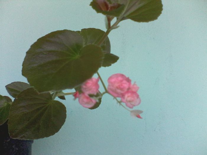 IMG0533A - FLORI -2015-2016