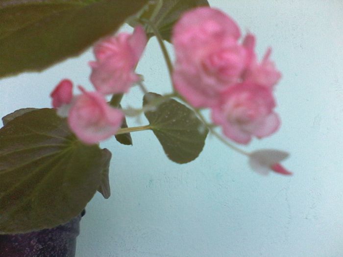 IMG0534A - FLORI -2015-2016