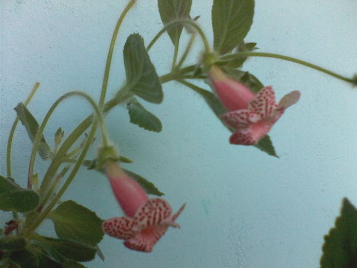 Kohleria  ??? - FLORI -2015-2016