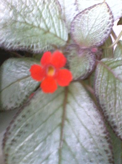 Episcia - FLORI -2015-2016