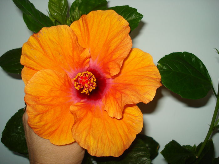 DSC01991 - Hibiscus Isabella