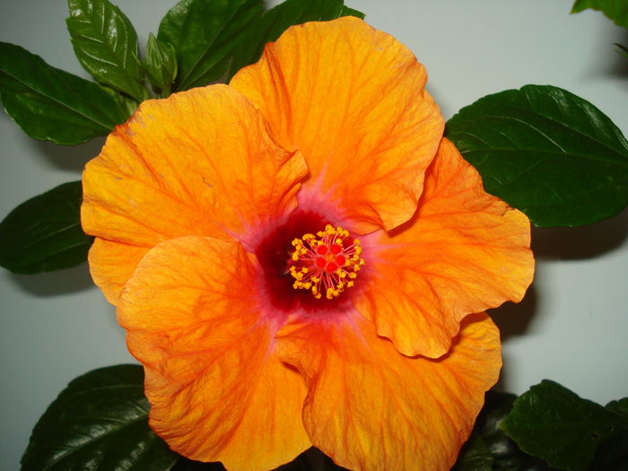 DSC01992 - Hibiscus Isabella