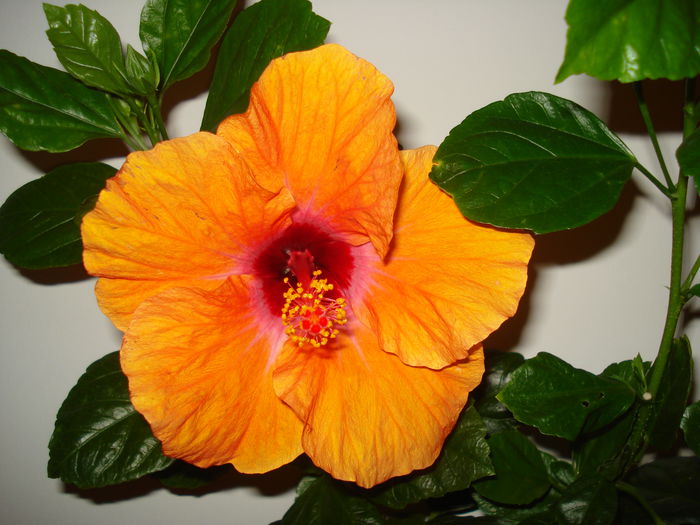 DSC02001 - Hibiscus Isabella