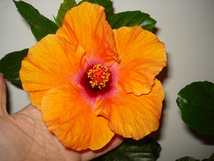 DSC02003 - Hibiscus Isabella