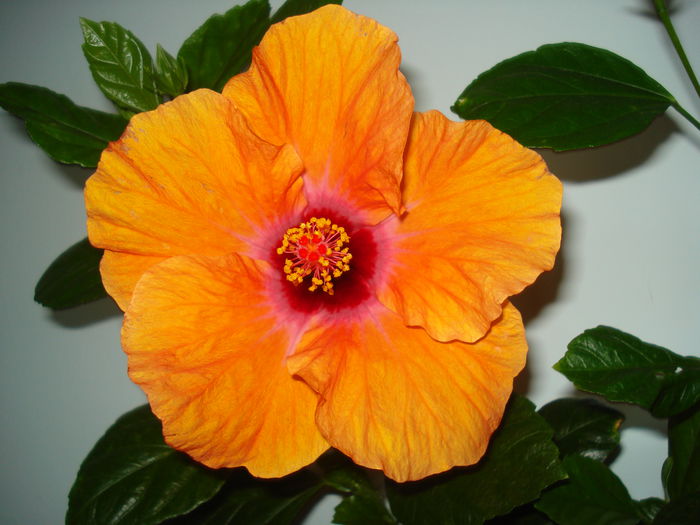 DSC01997 - Hibiscus Isabella