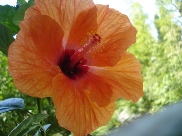 DSC02071 - Hibiscus Isabella