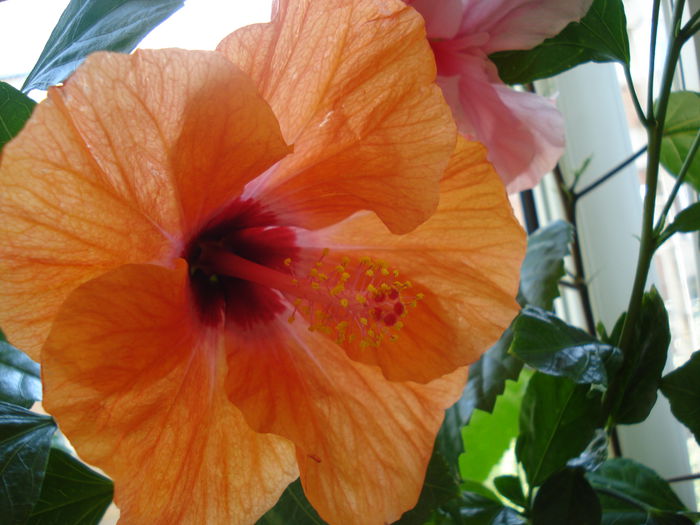 DSC02078 - Hibiscus Isabella