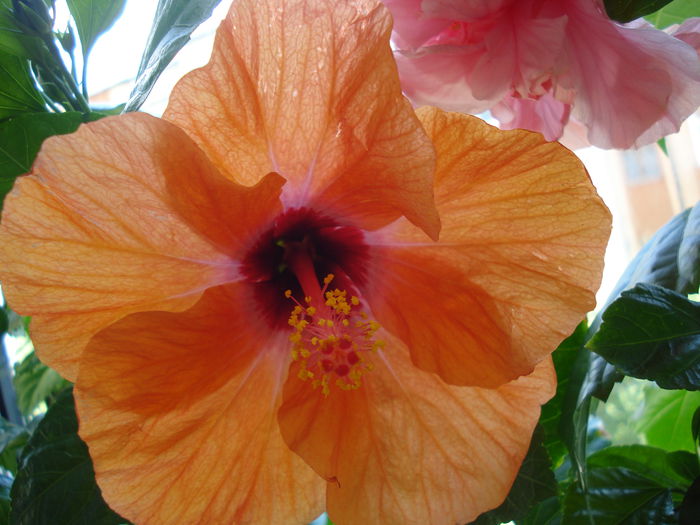 DSC02080 - Hibiscus Isabella