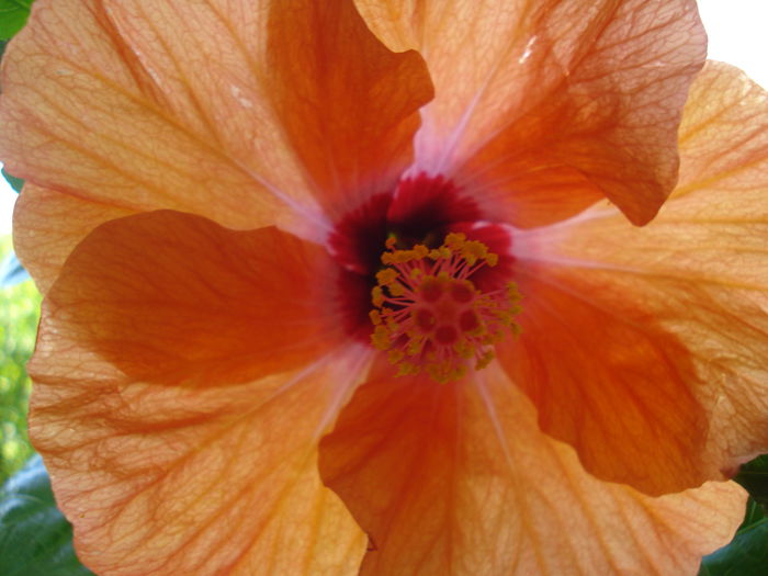 DSC02042 - Hibiscus Isabella