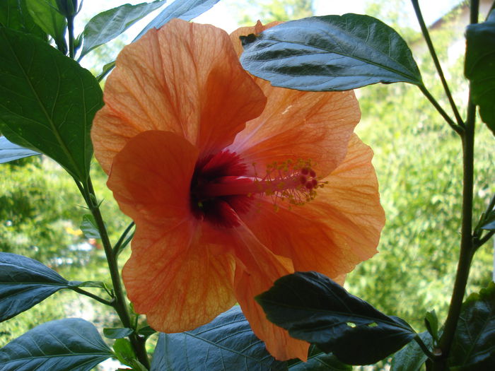 DSC02043 - Hibiscus Isabella