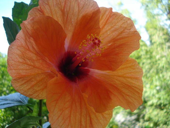 DSC02044 - Hibiscus Isabella