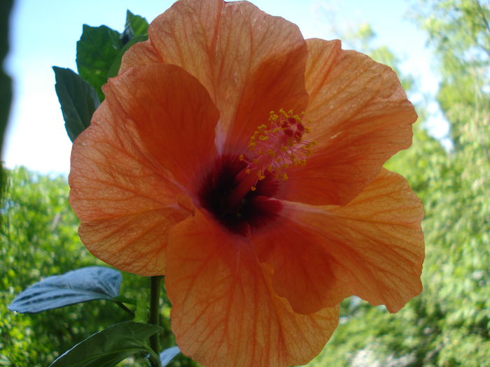 DSC02045 - Hibiscus Isabella