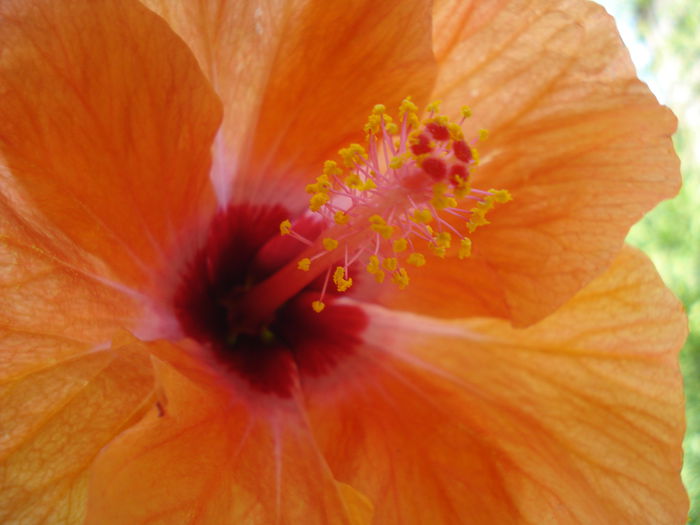 DSC02046 - Hibiscus Isabella