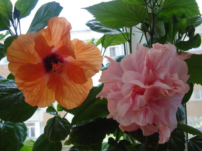 DSC02037 - FLORI 2015