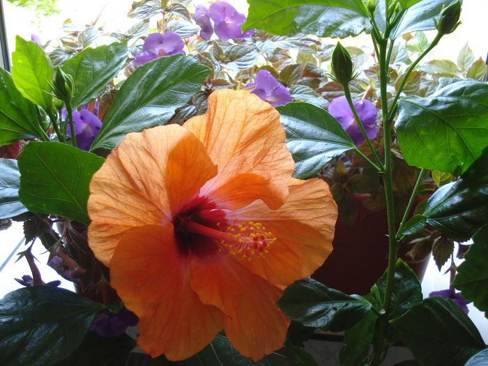 DSC02066 - FLORI 2015