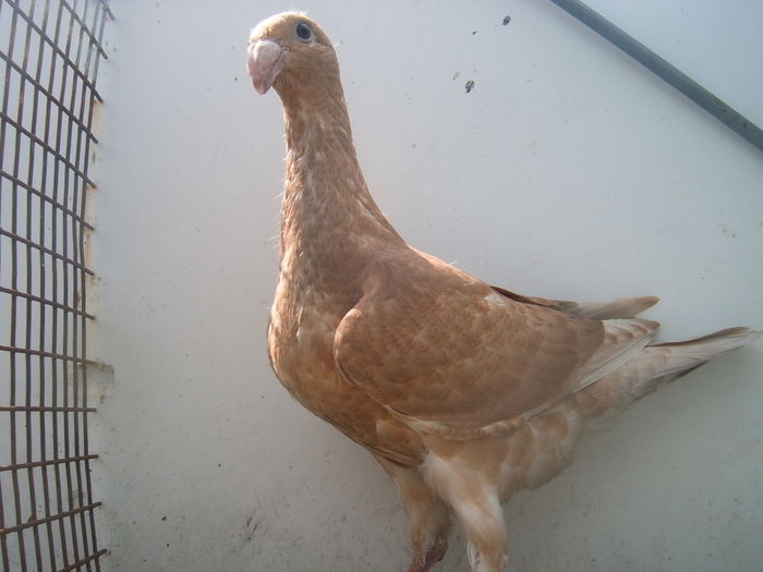 nr 15 vindut - PUI - VOIAJORI GERMANI - 2015