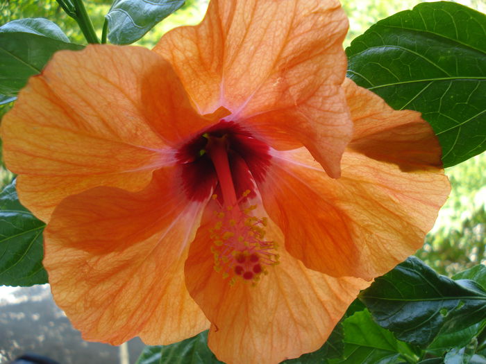 DSC02049 - Hibiscus Isabella