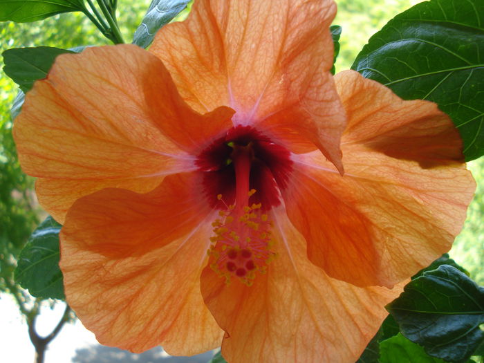 DSC02050 - Hibiscus Isabella