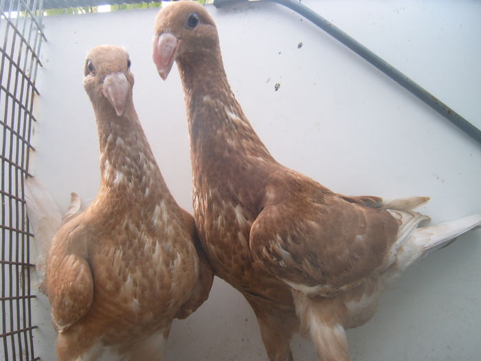 frati de cuib nr 15 = 16 - PUI - VOIAJORI GERMANI - 2015