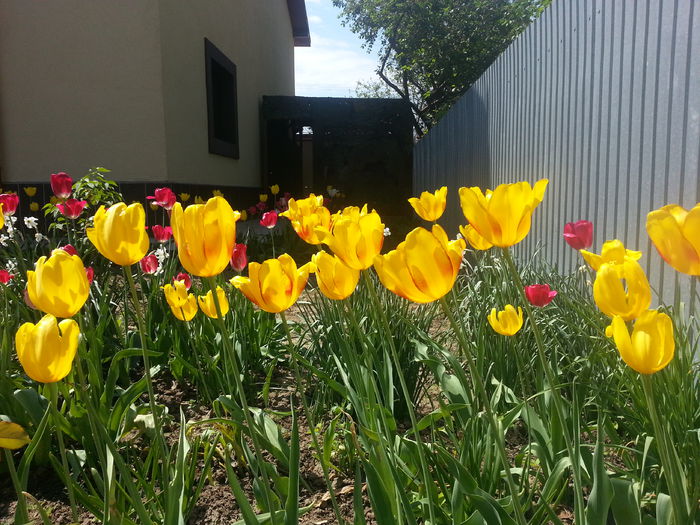 20150509_113149 - LALELE 2015