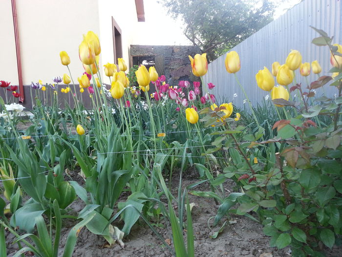 20150510_194822 - LALELE 2015