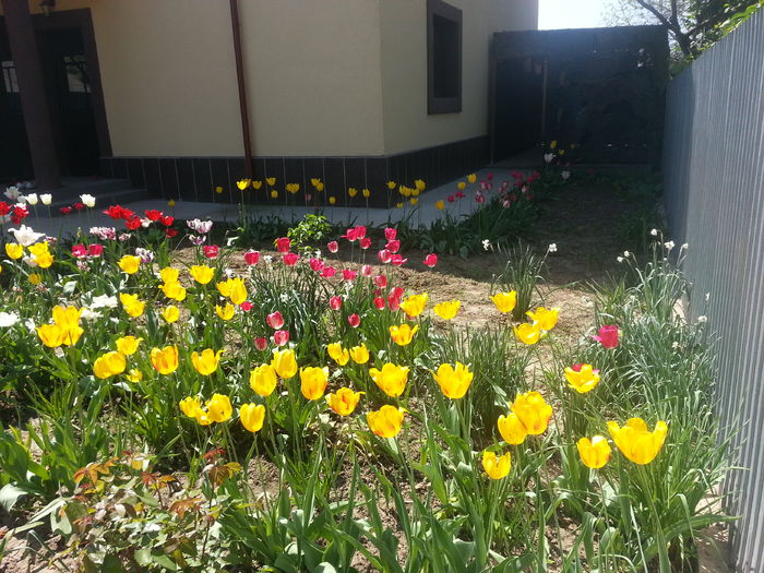 20150509_113156 - LALELE 2015