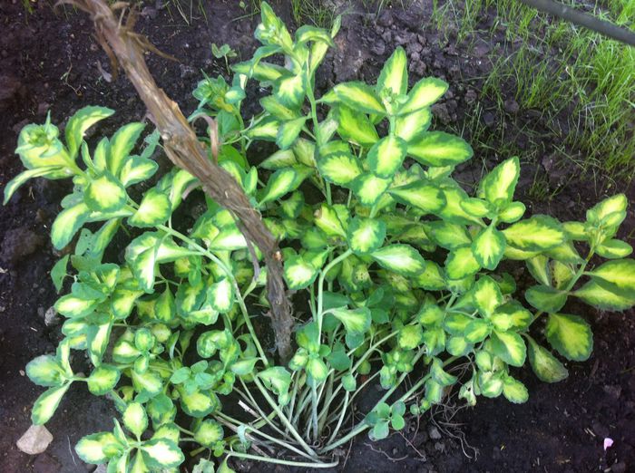 image - vara in gradina si in jardiniere