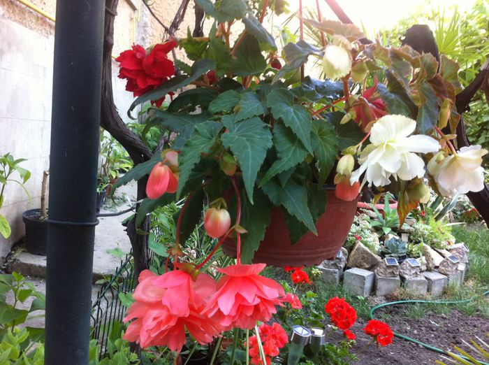 image - vara in gradina si in jardiniere
